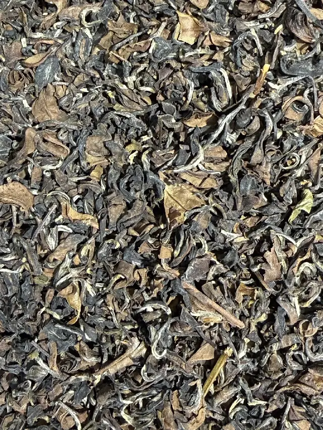 Lotus Pourpre