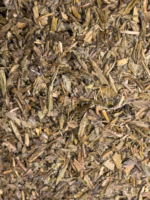 Hojicha
