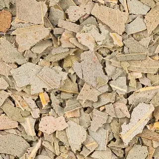 Feuilles d'Eucalyptus Fraîcheur Bio